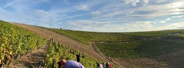 12.5. DEGUSTACE SAUVIGNON BLANC Z CELÉHO SVĚTA