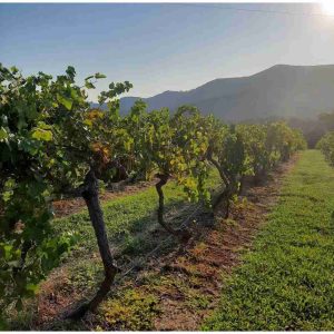 9.7.2026 DEGUSTACE CHARDONNAY